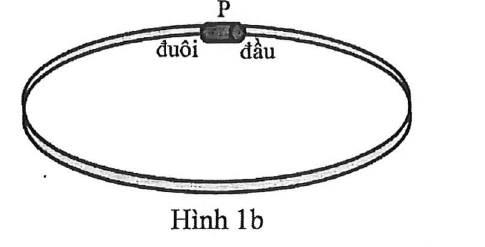 Hình minh họa